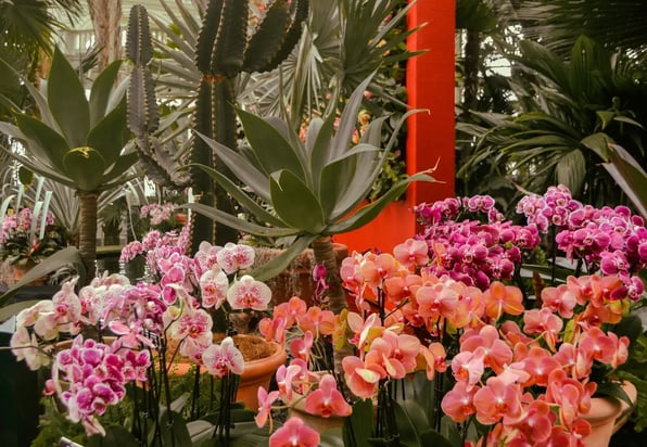 New York Botanical Garden Orchid Show - Image by Camposssphotos / Shutterstock.com