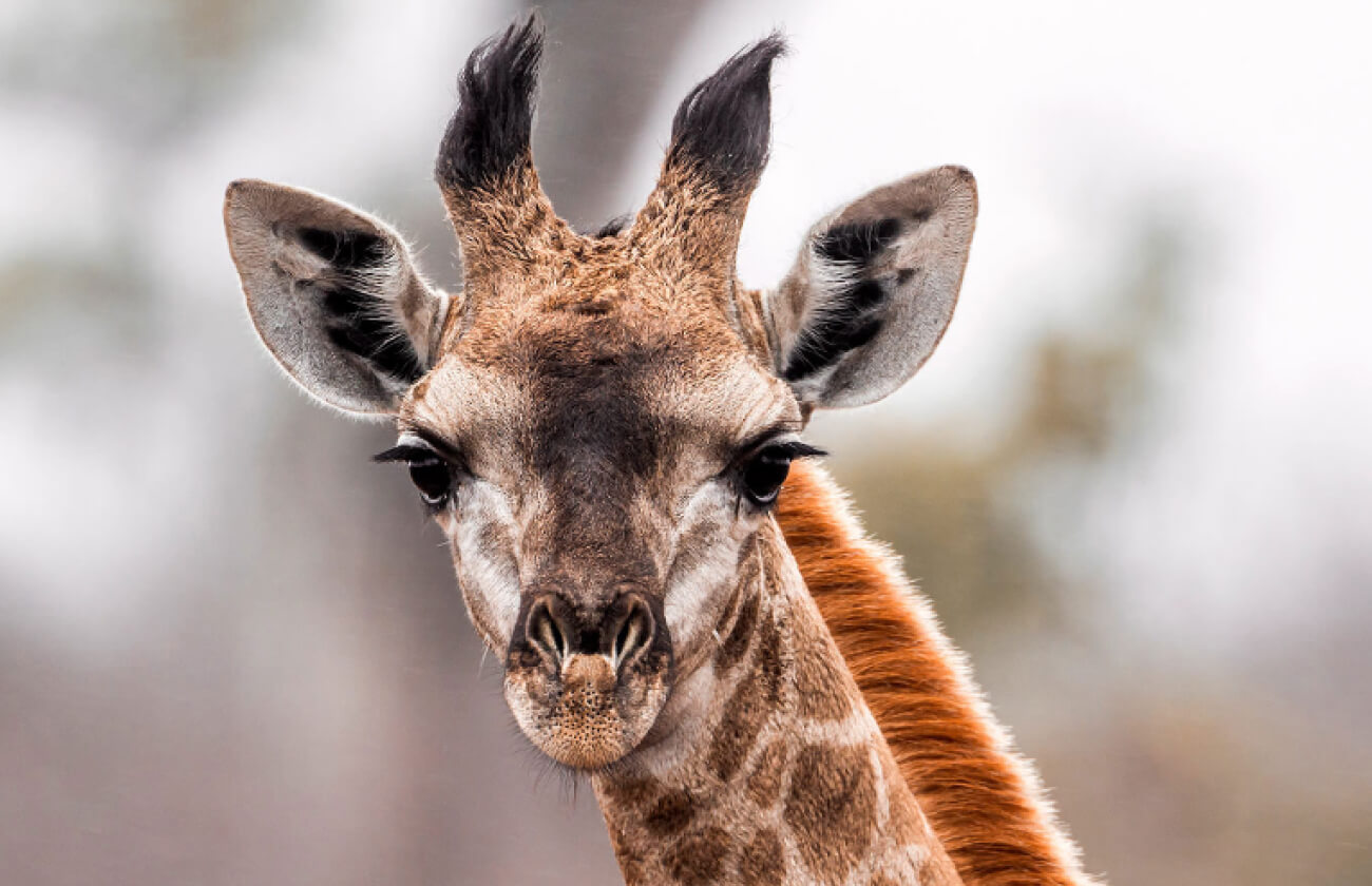 bronx-zoo