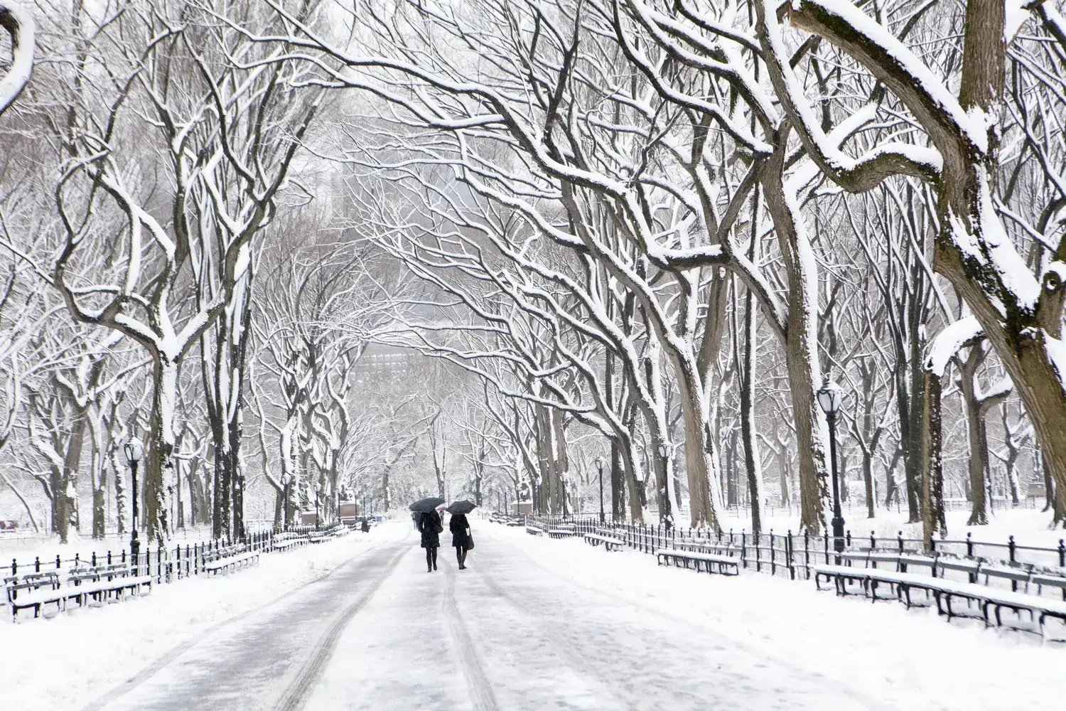 Central Park - Image by MISHELLA / Shutterstock.com
