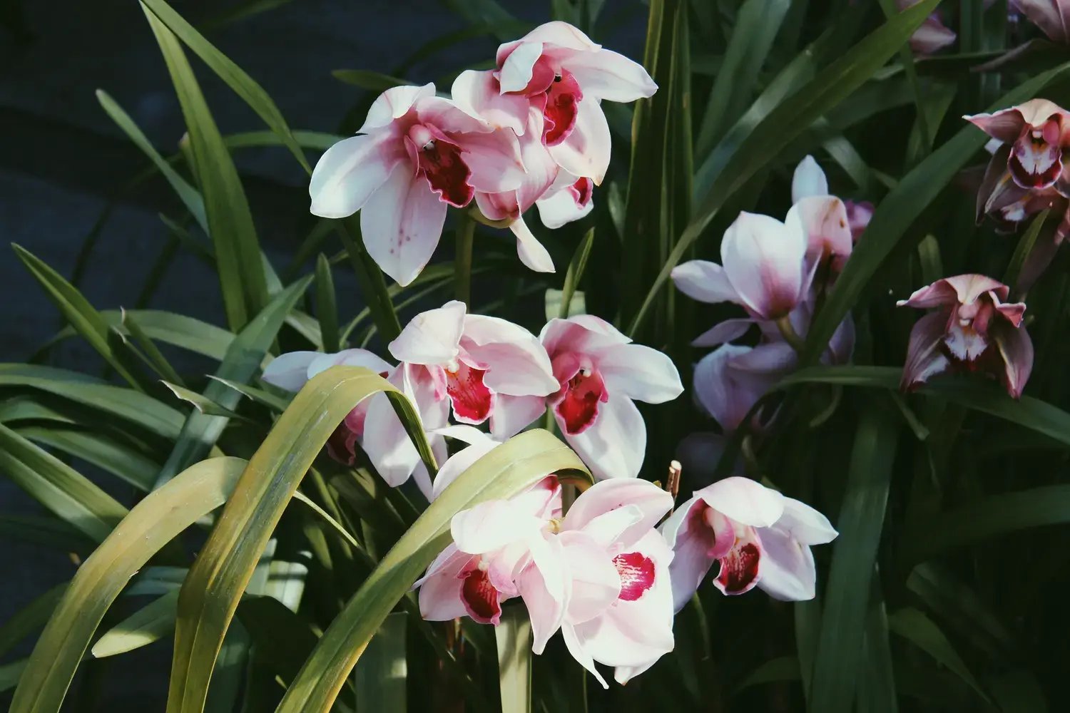 NY Botanical Garden - Image by J Chapman / Shutterstock.com