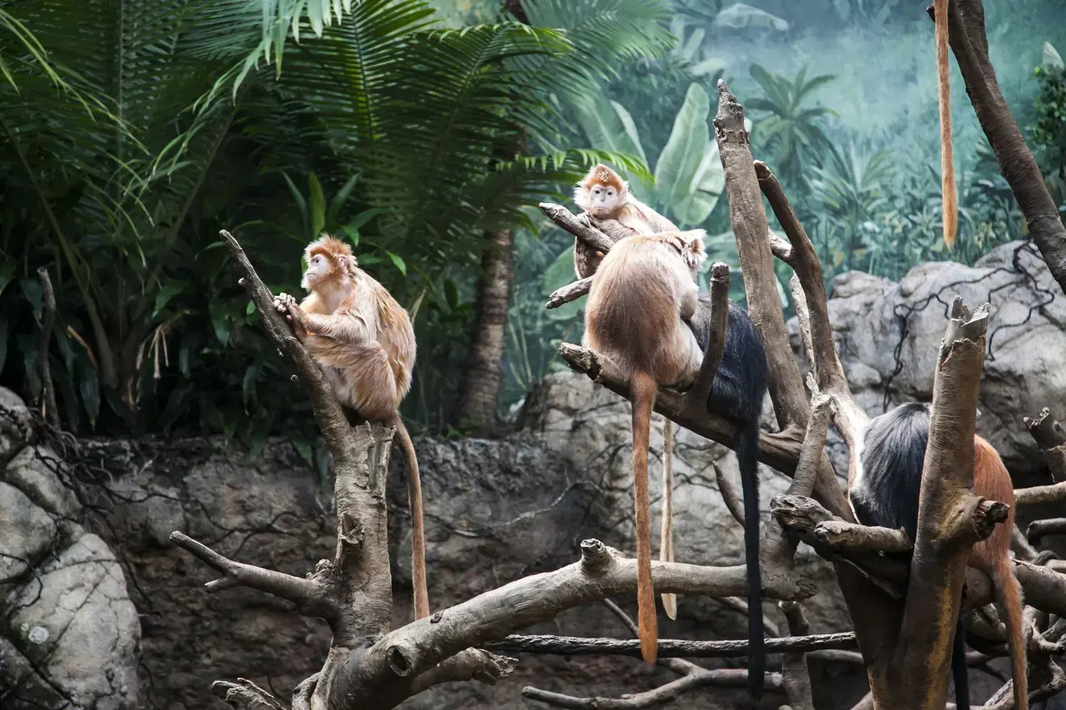 Ebony Langur in Bronx Zoo - Image by susana valera