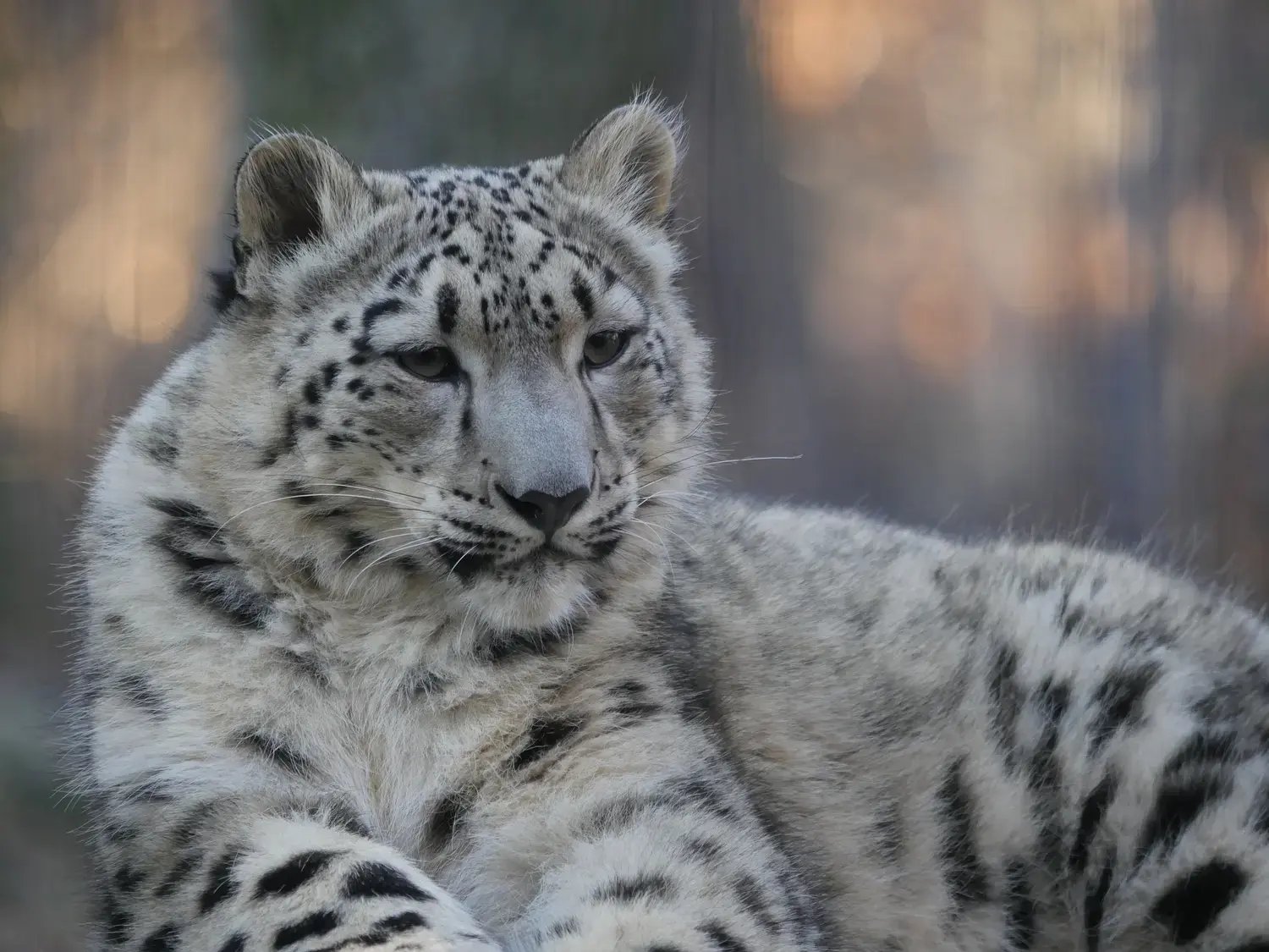 Snow Leopard Cub at Bronx Zoo - Image by MattDC